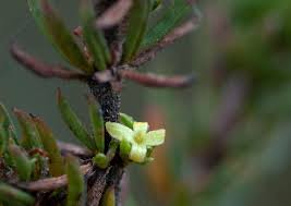 Image result for Anthospermum whyteanum