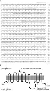 Hopefully you find this useful! Cloning And Characterization Of A Brain Specific Cationic Amino Acid Transporter Journal Of Biological Chemistry