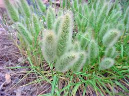 Image result for Polypogon