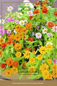 Cosmos Flower Everything You Need To Know Blooming Flower Garden Easy Plants To Grow Colorful Garden