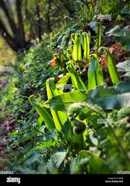 Image result for Asplenium loxoscaphoides