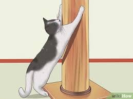 Cat scratching doorways your feline friends are drawn to things with coarse, textured and nubby surfaces. 4 Ways To Stop A Cat From Clawing Furniture Wikihow