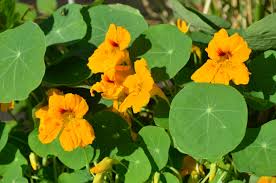 Image result for Hirpicium