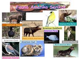 Wilayah penyebaran nya meliputi, wilayah amerika serikat bagian timur, selandia baru, sebagian besar eropa tengah, australia bagian timur, cina, korea, jepang, dan argentina. Flora Dan Fauna Di Negara Amerika Serikat