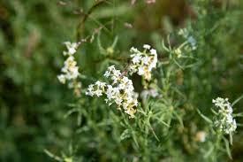 Image result for Heliotropium lineare