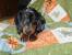 Black And Tan Dapple Dachshund Puppy
