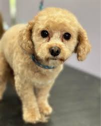 The Pampered Pet Grooming & Spa