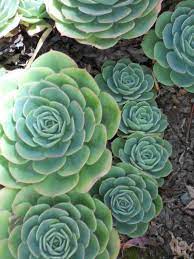 Discover the history, meaning and the uses of cactus. Echeveria X Imbricata Hens Chicks Crassulaceae Planting Succulents Cacti And Succulents Succulents