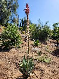 Image result for Aloe aculeata × globuligemma