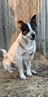 Dog For Adoption Bandit An Australian Cattle Dog Blue Heeler Border Collie Mix In Lumberton Nc Petfinder Let's learn all the facts about its looks, personality, and health to figure out if this hybrid is right. blue heeler border collie mix in