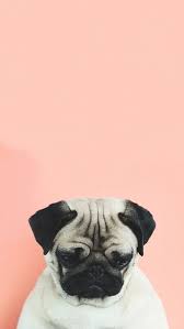 Hilal Hilal Pug Kopekler Pug Hayvan