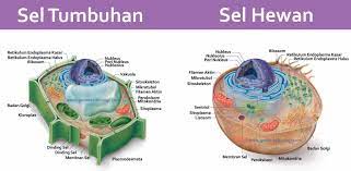Umumnya, struktur dasar sel hewan maupun sel tumbuhan adalah sama. 27 Perbedaan Sel Hewan Dan Sel Tumbuhan Generasi Biologi
