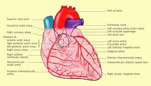 This geometry video tutorial explains how to calculate the number of diagonals in a regular polygon such as a square, pentagon, hexagon, heptagon, and an. Posterior Interventricular Artery An Overview Sciencedirect Topics