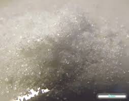 Image result for Athroisma gracile