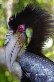 Tropical Black Bird With Large Beak Hornbill Rare Birds Colorful Birds Wild Birds