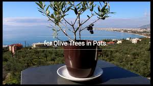 What kinds of flowers do bees need? Olive Tree Not Fruiting Why My Olive Tree Doesn T Produce Fruits Oliviada
