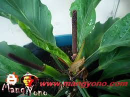Selain memiliki bentuk daun yang indah, bunga yang terdapat pada tanaman gelombang. Semai Biji Bunga Gelombang Cinta Anthurium Bertunas