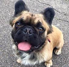 Fluffy Frenchie Cute Dogs And Puppies French Bulldog Puppies Cute Dogs