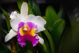 The portal for starting your world wide web surfing for orchid related material. 3 829 Cattleya Photos Free Royalty Free Stock Photos From Dreamstime