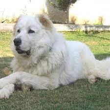 caucasian mountain shepherd zhivotnye