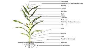 The leafy stalk produces ears which contain the grain, which are seeds called kernels. A Diagram Showing Typical Morphology Of A Mature Maize Plant With Download Scientific Diagram