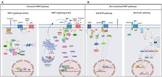 Log in to see their photos and videos. Frontiers Wnt Signaling In Tumors The Way To Evade Drugs And Immunity Immunology