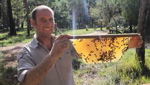 #horizontal #htbh #kenyan #metric #top_bar_hive. Natural Beekeeping With Kenyan Top Bar Hives Bega District News Bega Nsw