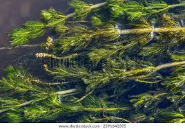 Image result for Ceratophyllum