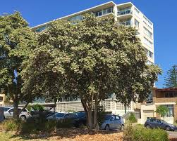 Image result for Lagunaria patersonia