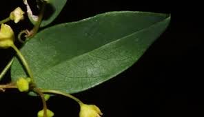 Image result for Helinus