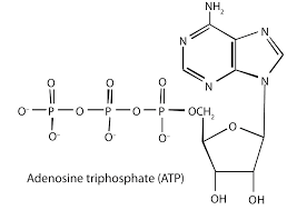 3,179,593 likes · 133,114 talking about this. 12 1 2 Atp The Universal Energy Currency Chemistry Libretexts