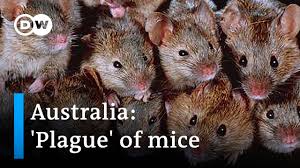 The only good mouse is a dead mouse, australia's deputy prime minister declared this week, as new south wales stepped up its war on mice with a plan to poison the plague infesting large parts of. Plague Of Mice Ravages New South Wales Dw News Youtube
