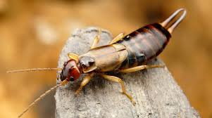 The next morning, shake the earwigs into a bucket of soapy water, as this will drown the. How To Get Rid Of Earwigs In The Garden Homestead Acres