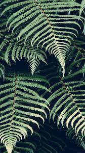 Mn05 Leaf Green Nature Jan Erik Waider Nature Wallpaper Fern Wallpaper Plant Wallpaper