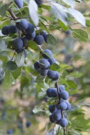 It's the perfect home for iconic scottish wildlife, such as the red squirrel, capercaillie, scottish crossbill and the scottish wildcat. Prunus Spinosa Sloe Plum Or Blackthorn Is A Species Native To Europe Western Asia And Northwest Africa The Fruit Is Fruit Trees Uk Fruit Trees Fruit Plants