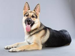 This is often the first sign of a tumor in the skull, jaw, or ribs. Osteosarcoma Or Bone Cancer In Dogs Pets4homes