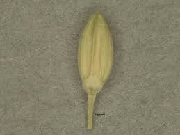 Image result for Brachyachne simonsii