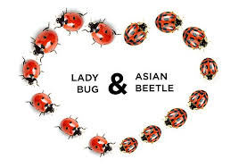 11 22 15 Asian Lady Beetle Scare3 Asian Beetle Lady Beetle Asian Ladybugs