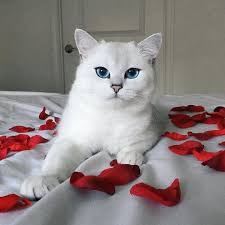 17 Fotografla Gorup Gorebileceginiz En Guzel Gozlere Sahip Kedi Kedi Cute Kittens Kediler Ve Yavrulari
