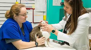 Take your pet's city license tag to the appointment. Pet Dental Care Near Me 78703 West Lynn Veterinary Clinic