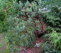 They require low maintenance and little water. 10 Easy Care Plants For San Diego Gardens Install It Direct