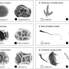 Image result for Elaphoglossum macropodium