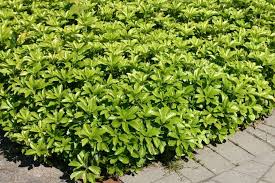 Dickmannchen Schattengrun Pachysandra Terminalis Bodendecker Baume Pflanzen Pflanzen