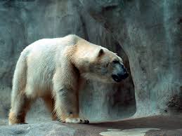 Full hd bear family mom and babys wallpaper 1080p. 49 Hd Bear Wallpapers On Wallpapersafari