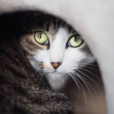 Catofday Panosundaki Pin