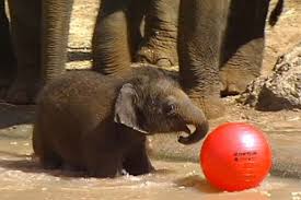 Maybe you would like to learn more about one of these? Zoo Keepers Say The As Yet Unnamed Baby Elephant Is A Real Character Abc News Australian Broadcasting Corporation