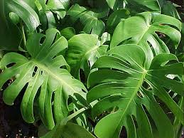 Philodendron Deliciosa Monstera Split Plant Leaf Inch Live For Asplit Leaf Philodendron Monstera De Plants Plant Leaves Philodendron Plant