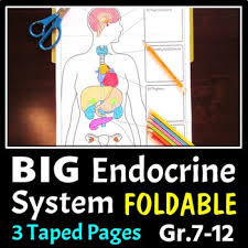 The coloring process thoroughly fixes anatomical concepts in your mind, and when you need to recall the material, you'll be able to visualize the body structures. Endocrine System Coloring Worksheets Teaching Resources Tpt
