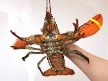 How much lobster do you need for one person?