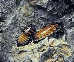 Looking for pest control, termites control or bed bugs control? About Our Pest Control In Gilmer And Longiview Bizzy Bee Pest Solutions
